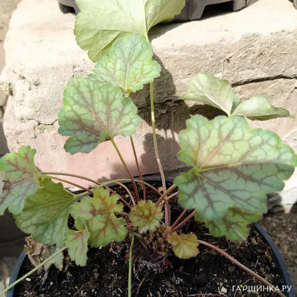 превью изображения отзыва