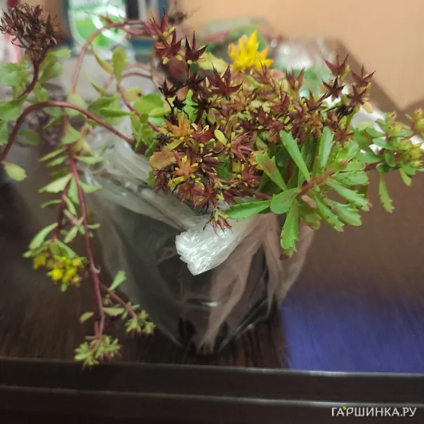 превью изображения отзыва