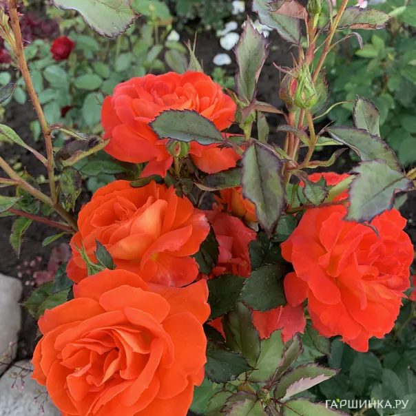 превью изображения отзыва