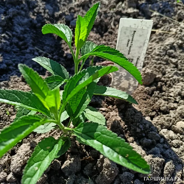 превью изображения отзыва