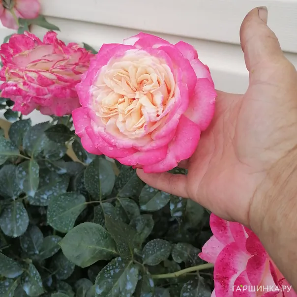 превью изображения отзыва