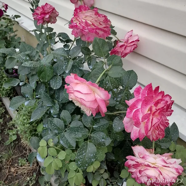 превью изображения отзыва