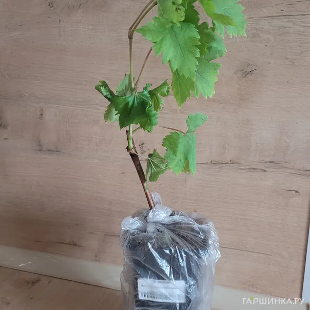 превью изображения отзыва