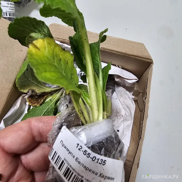 превью изображения отзыва