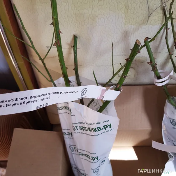 превью изображения отзыва