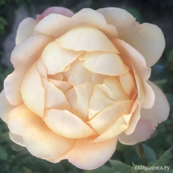 превью изображения отзыва