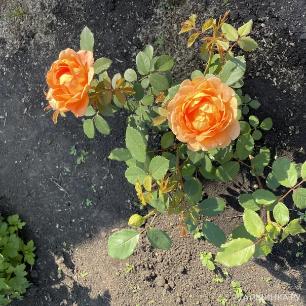 превью изображения отзыва