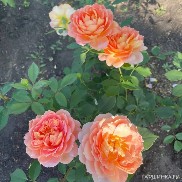 превью изображения отзыва