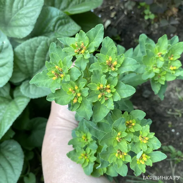 превью изображения отзыва