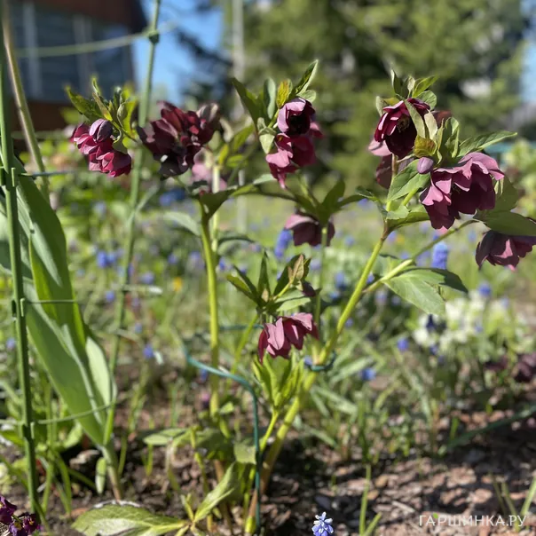 превью изображения отзыва