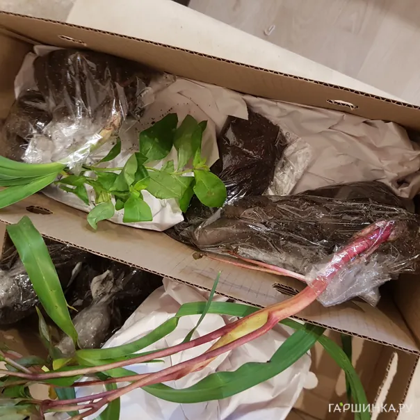 превью изображения отзыва