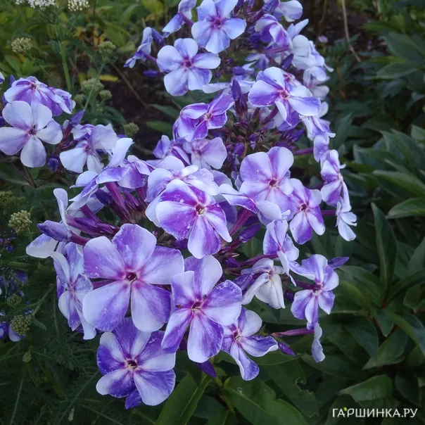 превью изображения отзыва