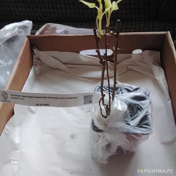 превью изображения отзыва