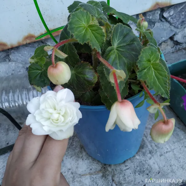 превью изображения отзыва