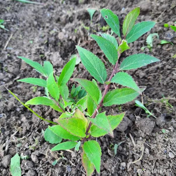 превью изображения отзыва