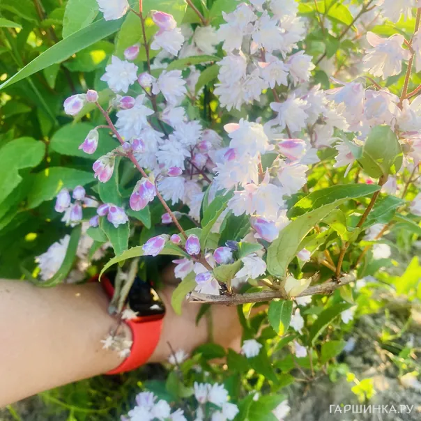 превью изображения отзыва