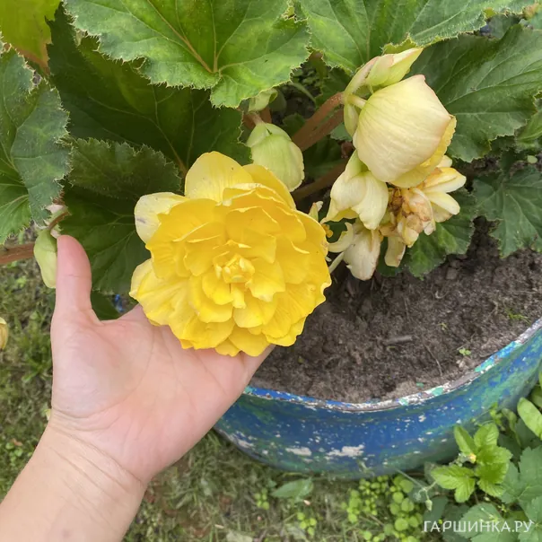 превью изображения отзыва