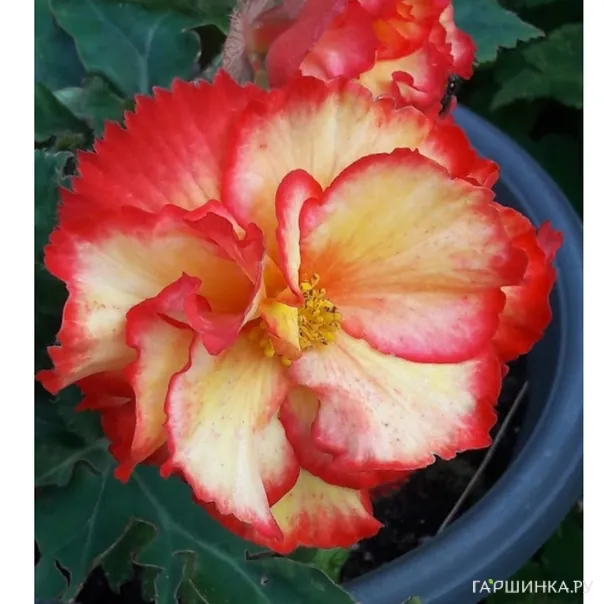 превью изображения отзыва