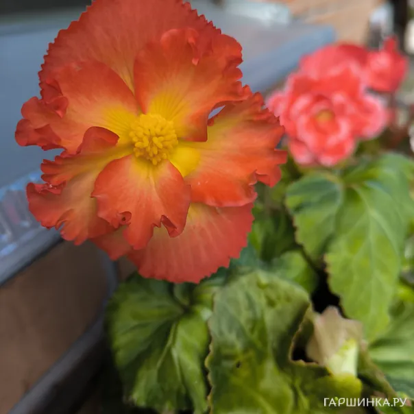 превью изображения отзыва