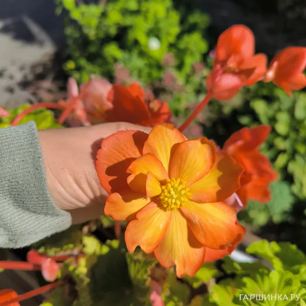 превью изображения отзыва