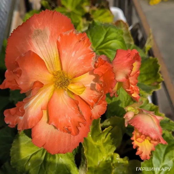 превью изображения отзыва