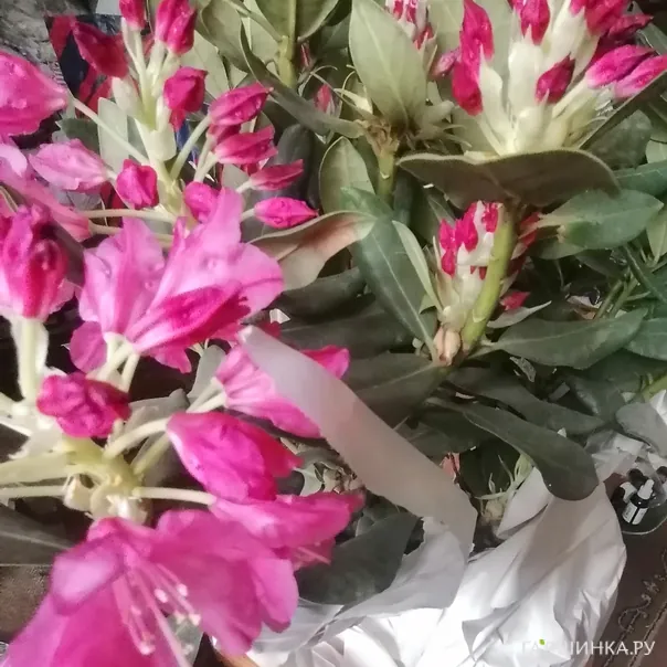 превью изображения отзыва