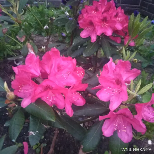 превью изображения отзыва