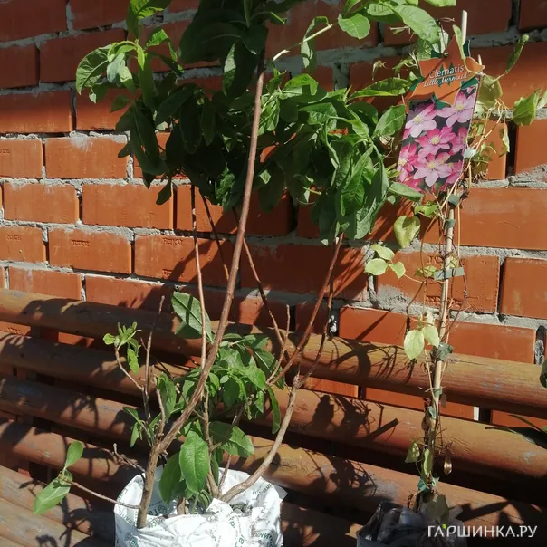 превью изображения отзыва