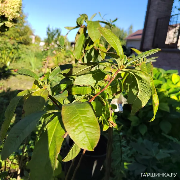 превью изображения отзыва