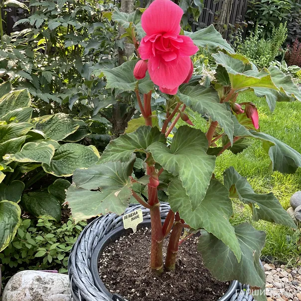 превью изображения отзыва