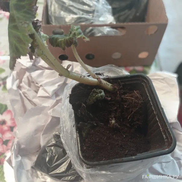 превью изображения отзыва