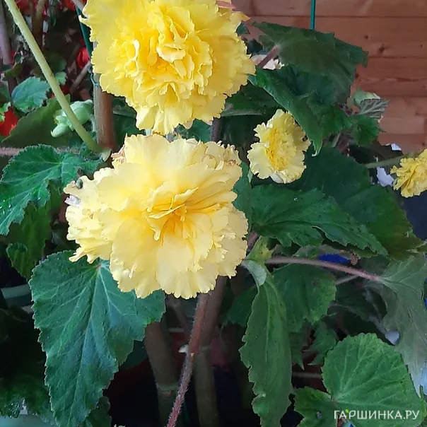 превью изображения отзыва