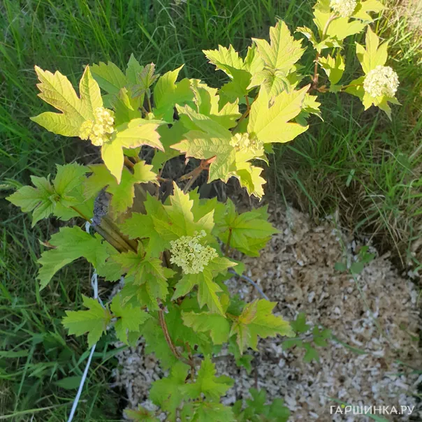 превью изображения отзыва