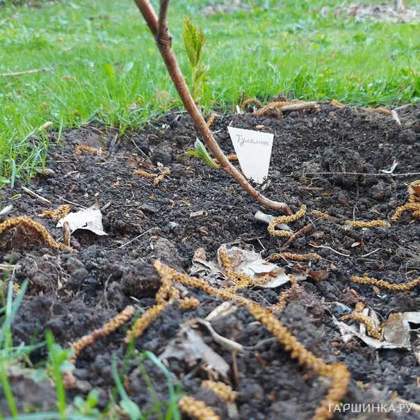 превью изображения отзыва