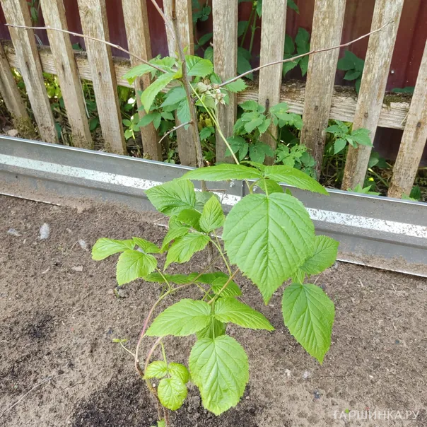 превью изображения отзыва