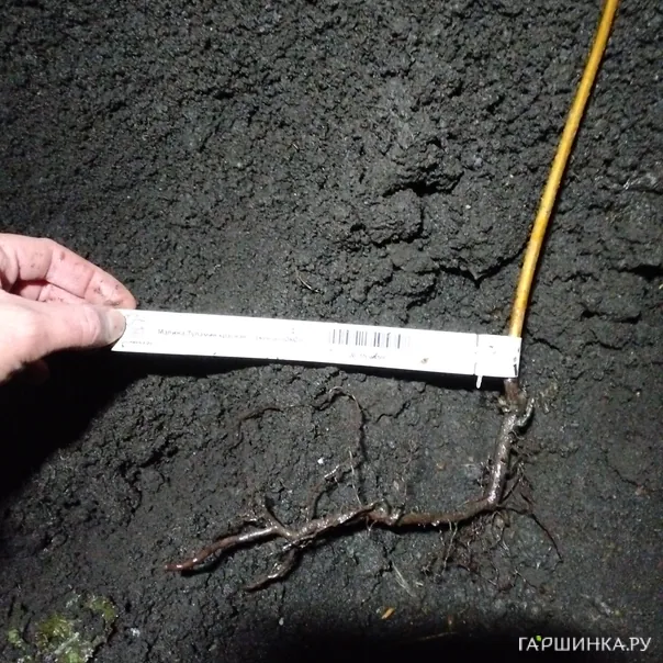 превью изображения отзыва