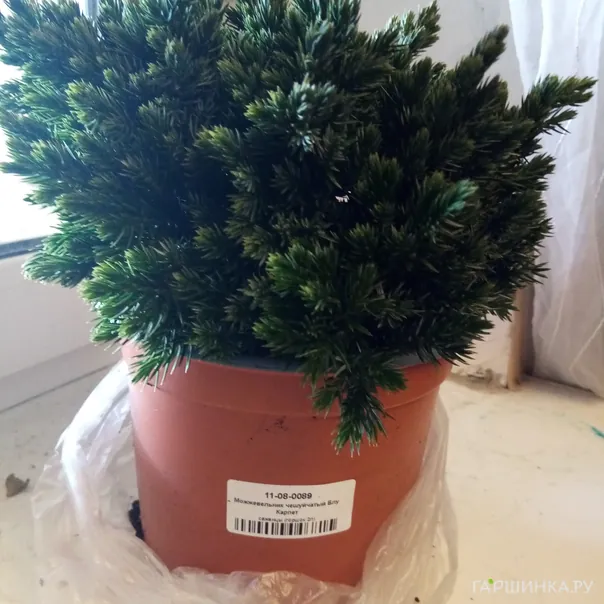 превью изображения отзыва