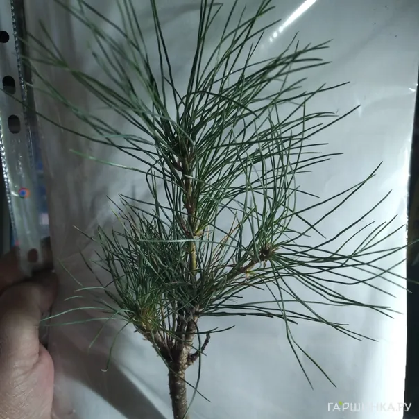 превью изображения отзыва