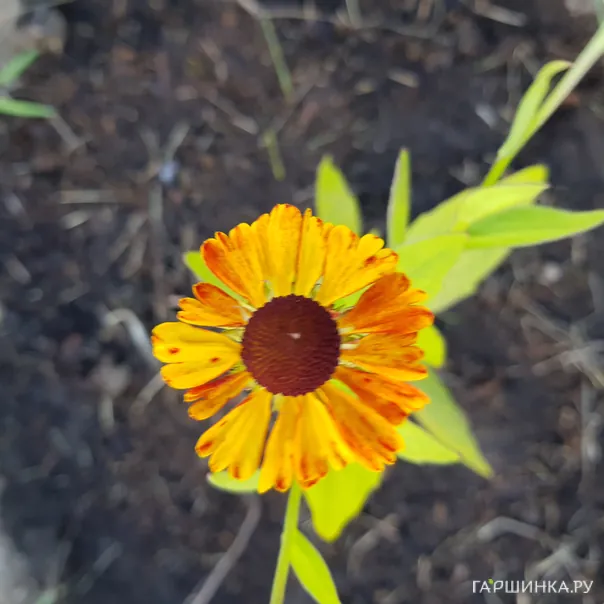 превью изображения отзыва