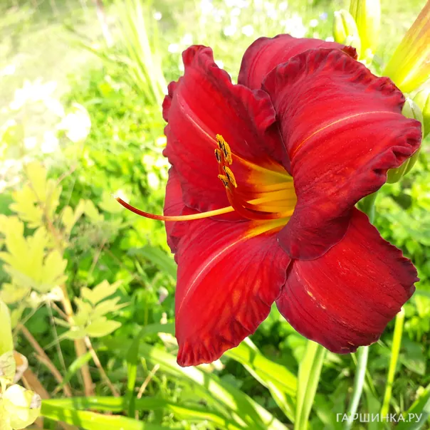 превью изображения отзыва