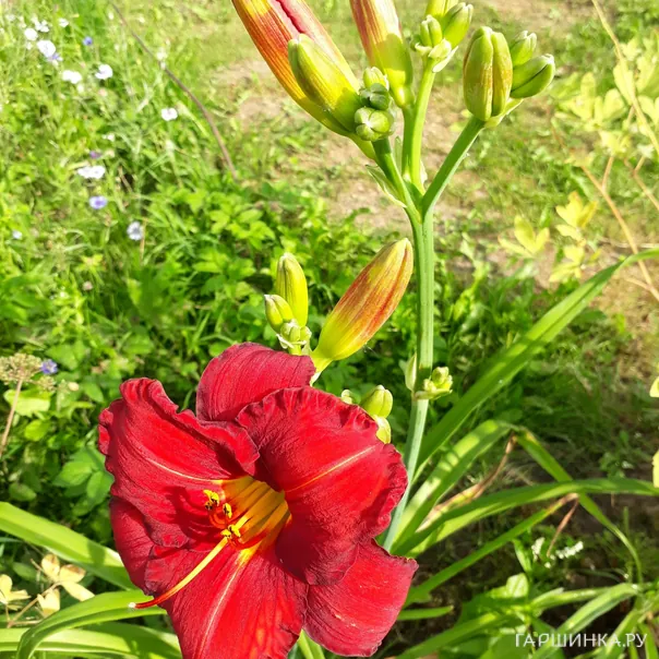 превью изображения отзыва