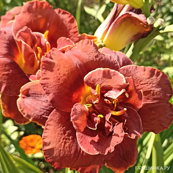 превью изображения отзыва