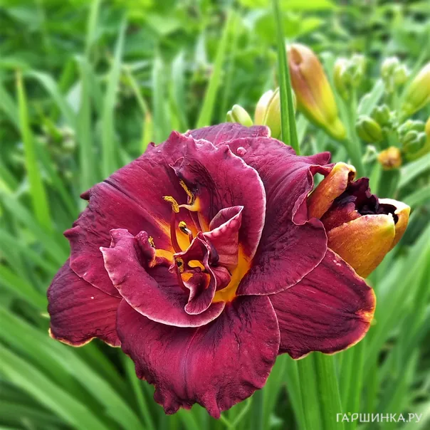 превью изображения отзыва