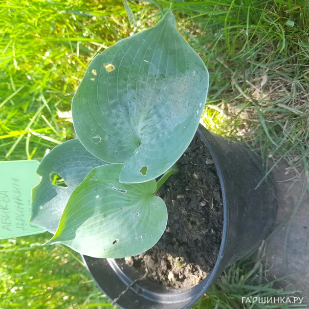 превью изображения отзыва