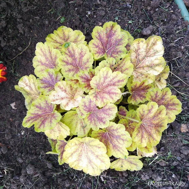 превью изображения отзыва