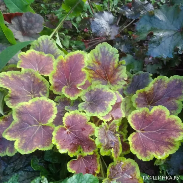 превью изображения отзыва