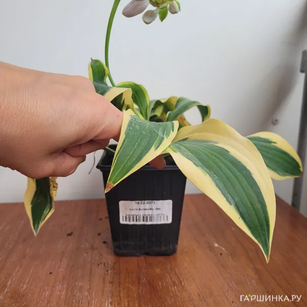 превью изображения отзыва