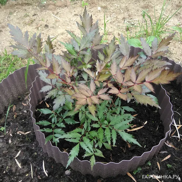 превью изображения отзыва