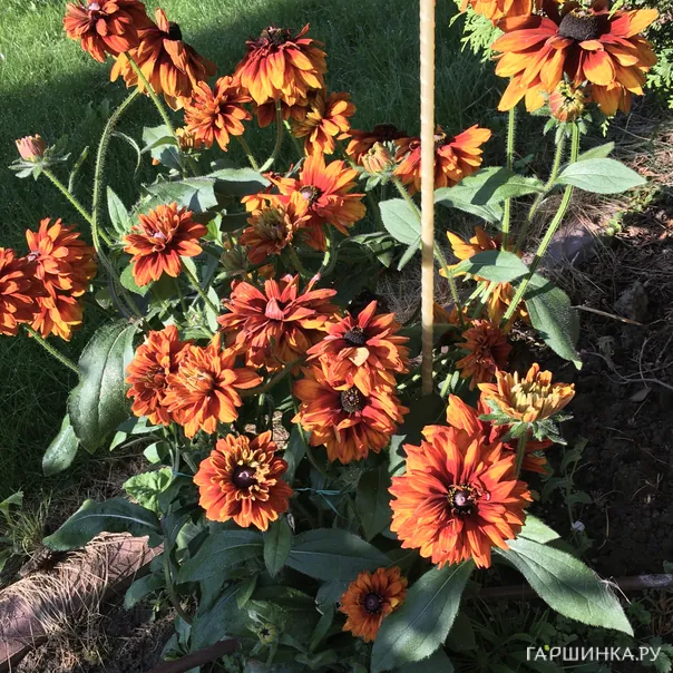 превью изображения отзыва