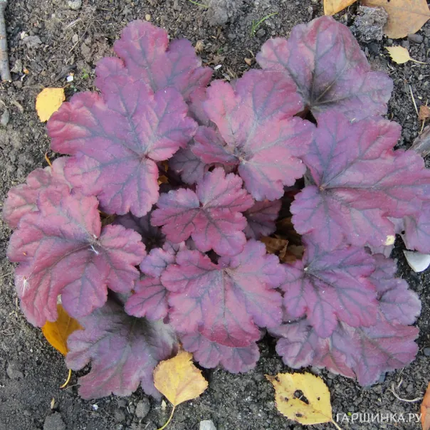 превью изображения отзыва